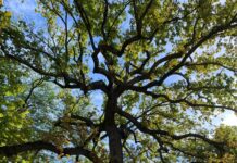Realizan análisis fitosanitario y de conservación a árboles en el centro de la ciudad de Osorno