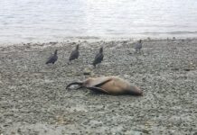 Varamiento de lobos marinos en isla Tenglo: Temen presencia de gripe aviar