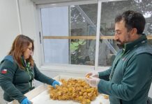 Destacan potencial sanitario de la zona como factor clave para el establecimiento de semilleros de bulbos de lilium