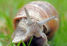 Los peligros del caracol gigante africano