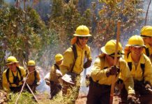 El sindicato de profesionales de CONAF manifiesta preocupación por traspaso de la entidad hacia lo público