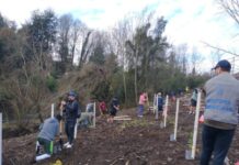Osorno: Finalizó el programa de arborización comunal que contempló la plantación de especies nativas