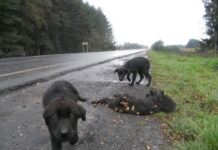 Sociedad protectora de animales plantea soluciones frente al ataque de perros asilvestrados en la provincia de Osorno