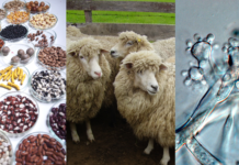 Valdivia será sede de Simposio Internacional de Recursos Genéticos para América y el Caribe