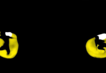 Musical Cats llega hoy jueves 31 de agosto al Teatro Municipal de Osorno