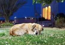 Emblemático perro de Osorno muere a los 22 años