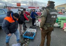 Decomisan más de 160 kilos de productos del mar en Mercado Municipal Presidente Ibáñez de Puerto Montt