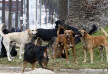 Pequeños productores de Ovinos y también de Bovinos sufren las consecuencias del ataque de jaurías de perros en la región