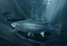 MSD lanzará innovador estimador de biomasa para salmones con un 98% de eficacia