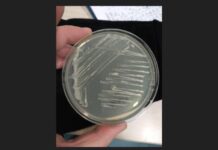 Investigadores del INCAR describen nueva especie bacteriana en salmón del Atlántico