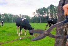 Investigan abigeato en Puyehue: piden mayor fiscalización en lugares de venta de carne