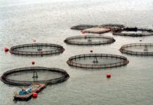 CIBA refuerza vigilancia por FAN tras aumento en la temperatura del mar por El Niño