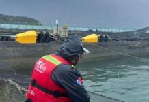 Nueva mortalidad masiva de salmones en el Seno de Reloncaví