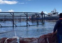 Sernapesca declara prealerta acuícola por aumento de la temperatura en el mar y posibles FAN