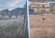 Osornino denuncia la pérdida de más del 50% de sus aves debido a ataques de perros