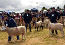 IV Muestra ovina de Maullin, 13 y 14 de enero