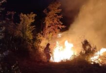 Más de 18 hectáreas afectadas por incendios forestales en la provincia de Osorno