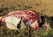 Nuevo abigeato preocupa a ganaderos de la provincia de Osorno: faenan dos vacunos en horas de la madrugada