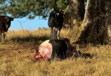 Ante nuevos casos de abigeatos llaman a resguardar la salud pública y evitar comprar carne de origen desconocido