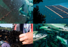 El crecimiento de la acuicultura chilena: Desde las truchas andinas, los choritos de Los Lagos, hasta los salmones australes