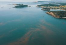 Oceanógrafo de I-Mar advierte aumento de fitoplancton a niveles de pleno verano