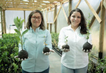 Chilenas investigan resistencia al fuego de arboles nativos