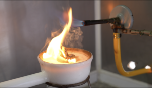 Chilenas investigan resistencia al fuego de arboles nativos