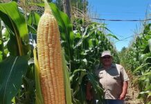 El choclo más grande del mundo es de Chile y se encuentra en La Ligua