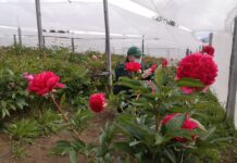 Flores del fin del mundo: Aysén se prepara para inicio de temporada de exportación de peonías