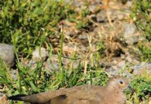 SAG confirma presencia de la enfermedad de Newcastle en tórtolas de las regiones Metropolitana y Valparaíso