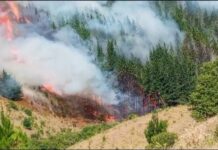 Incendio forestal en San Pablo se mantiene activo, contenido y sin peligro para viviendas