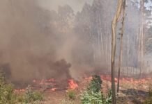 Incendios forestales en San Pablo dejan una afectación cercana a las 4 hectáreas siniestradas