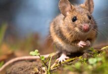 Seis fallecidos por virus hanta durante el 2023: reiteran llamado a la prevención y autocuidado