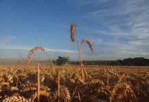 SOFO pide urgente intervención de COTRISA, ante bajos precios del trigo nacional