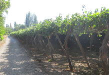 Ola de calor se extiende a más zonas frutícolas. Puede afectar precios, se trabaja para evitar mermas