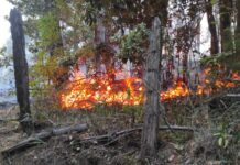Rectifican información sobre supuesta afectación a viviendas en incendio forestal de Purrehuín Alto