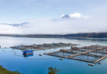 «La permisología y la Ley Lafkenche son parte del freno de la salmonicultura»