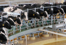 MERCOLACTEO 2026 se realizará en el recinto SAGO de Osorno