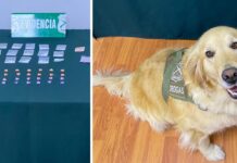 Con 14 detenidos concluye ronda preventiva realizada por Carabineros en la provincia de Osorno