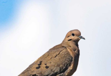 SAG prohíbe la caza de tórtolas por esta temporada