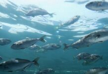 CIBA participa en cita europea sobre enfermedades virales en salmones