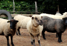 Ganaderos de San Juan de la Costa destacan en la producción y venta de la carne ovina premium Kunko