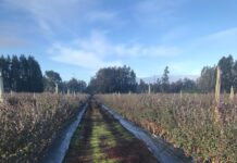 Los arándanos en el sur esperan mejores condiciones a futuro