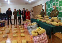 Accidente de tránsito permitió la incautación de casi 250 kilos de marihuana en Osorno