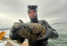 Hallan choro gigante de casi un kilo en la Bahía de Corral