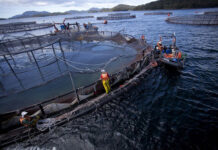 Sernapesca autoriza a ONG a fiscalizar salmoneras y conocer datos sensibles