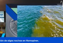 Confirman importante floración de algas nocivas en Hornopirén