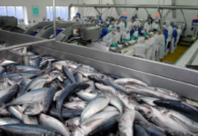 El 64,7% de las pesquerías industriales han recuperado su biomasa límite en una década