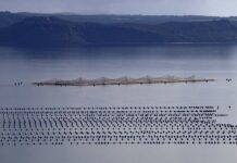 Mitilicultores y SalmonChile destacan apertura al diálogo para cambiar la Ley Lafkenche