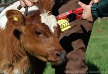 Más de 10 mil productores de la región de Los Lagos declararon sus animales en el SAG